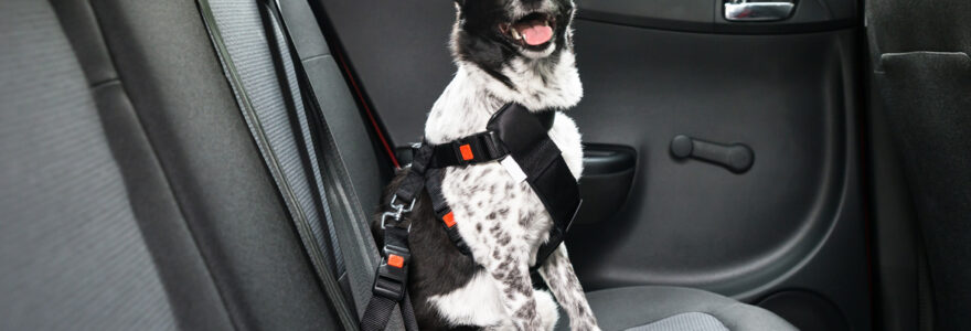 chien dans la voiture