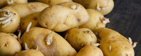 Pommes de terre germées